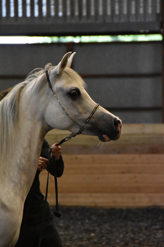 Horse
Keywords: Exmoor Nikon Horse Animal