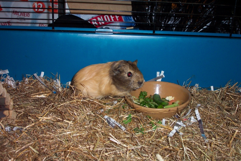 Anya
Take note of the size of the bowl next to her, see how big she got later
Keywords: Guinea Pig Kodak Animal