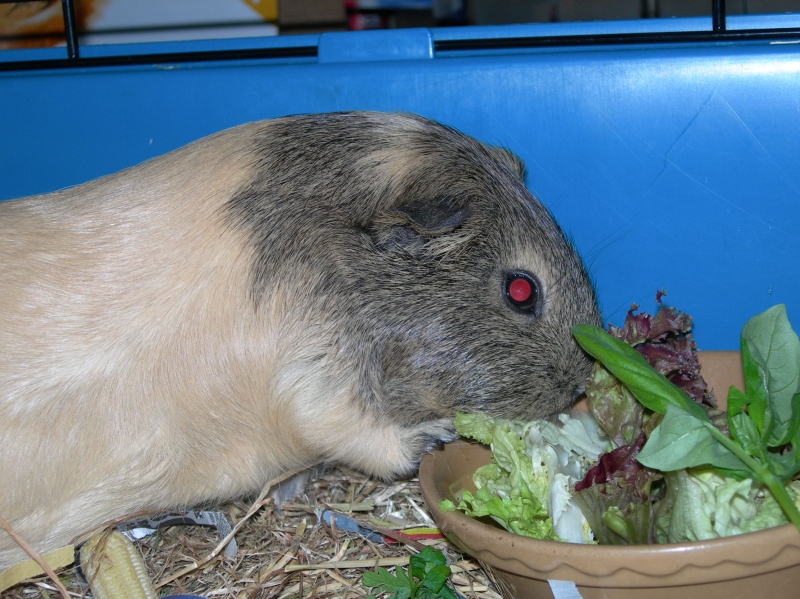Anya
Keywords: Guinea Pig Nikon Animal