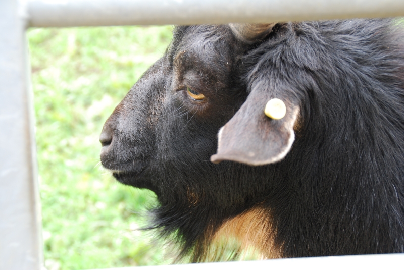 Goat
Keywords: Beale Park Nikon Reading Animal Goat