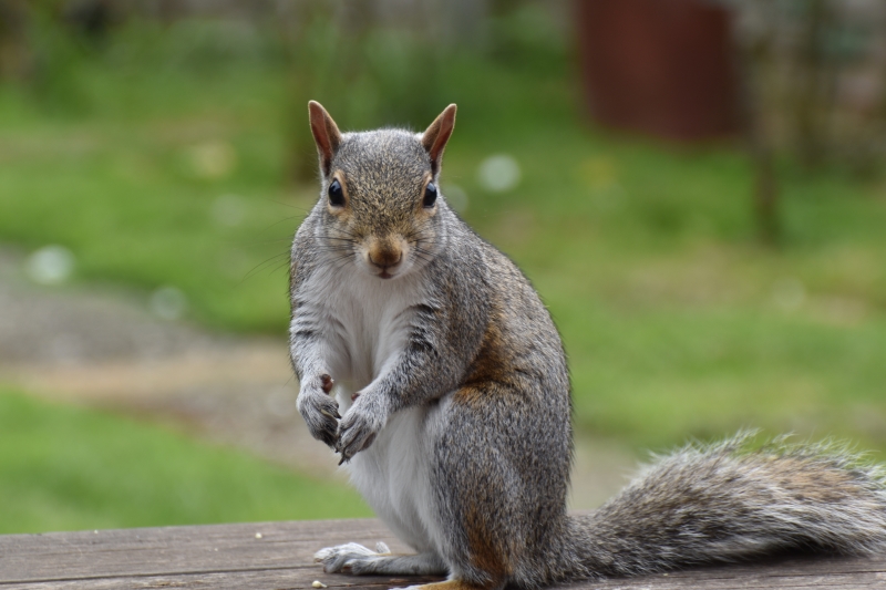 Squirrel
Keywords: Reading Berkshire Nikon Animal Squirrel