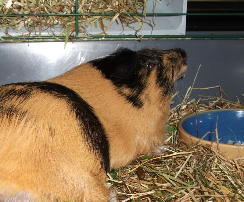 Gizmo
Yawn
Keywords: Guinea Pig Fujifilm Animal