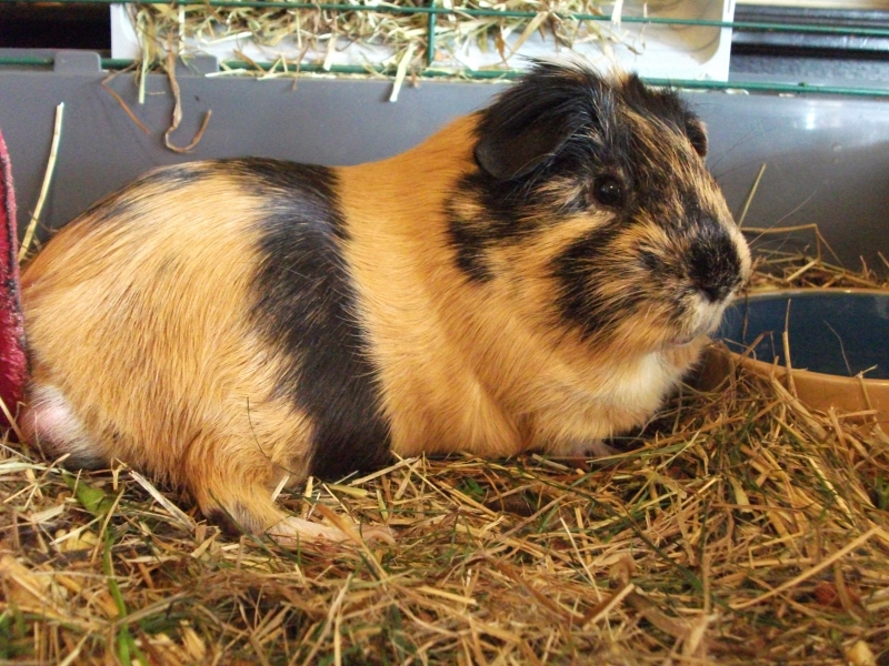 Gizmo
Keywords: Guinea Pig Animal Fujifilm