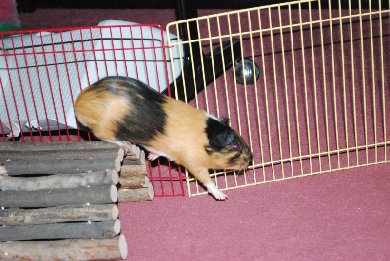 Gizmo
Keywords: Guinea Pig Nikon Animal