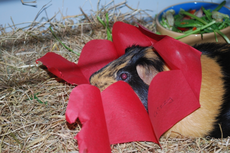 Gizmo
Christmas
Keywords: Guinea Pig Nikon Animal