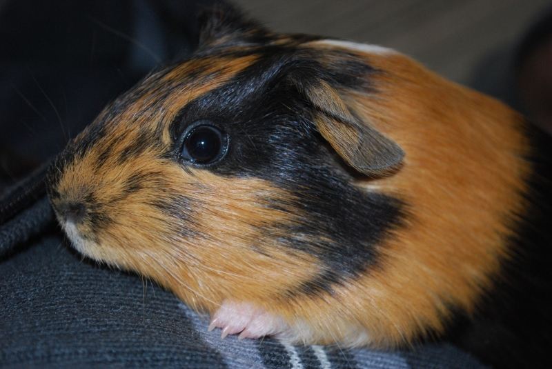Gizmo
First cuddle
Keywords: Guinea Pig Nikon Animal