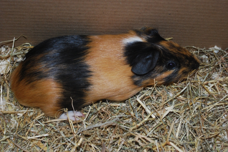 Gizmo
Just home from the shop
Keywords: Guinea Pig Nikon Animal