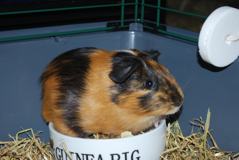 Gizmo
If I fits, I sits
Keywords: Guinea Pig Nikon Animal
