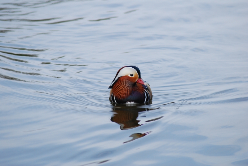 Mandarin Duck - Male
Keywords: Maiden Earleigh Lake Reading Animal Bird Nikon