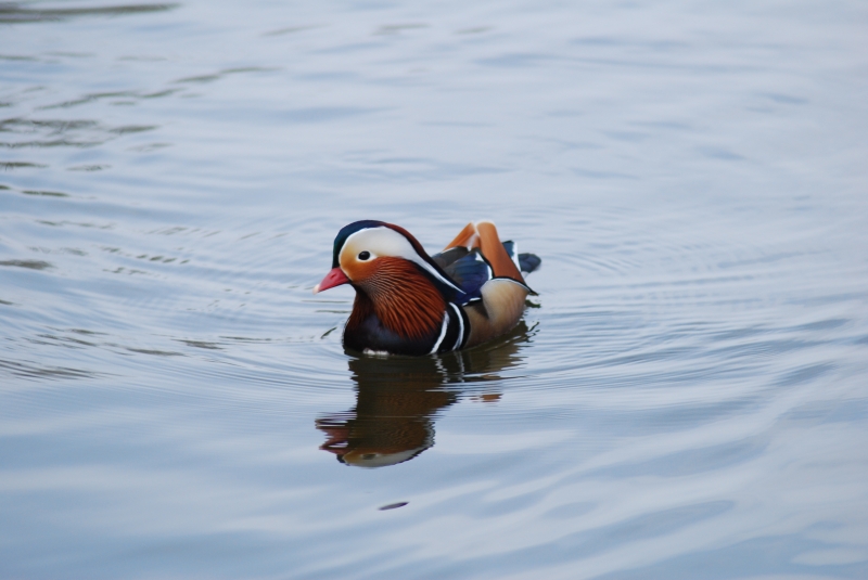 Mandarin Duck
Keywords: Maiden Earleigh Lake Reading Animal Bird Nikon