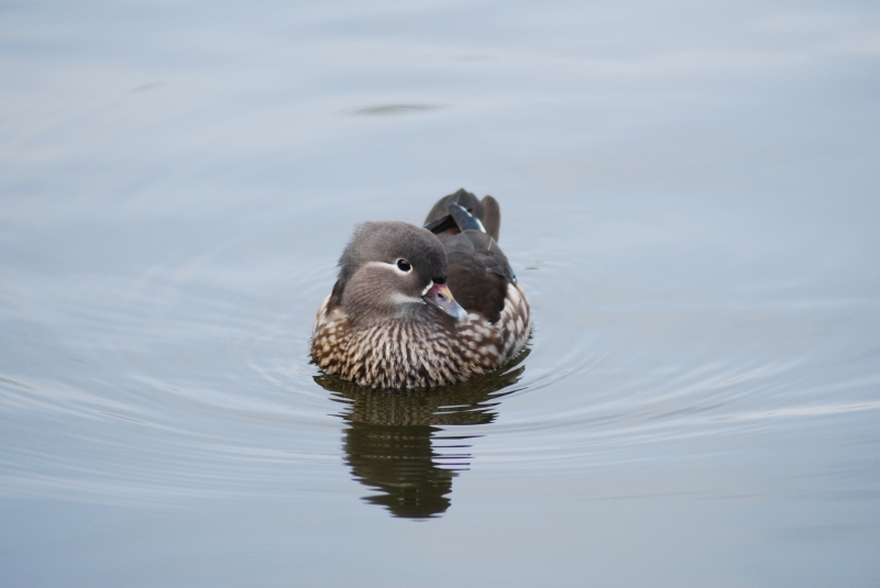Mandarin Duck - Female
Keywords: Maiden Earleigh Lake Reading Animal Bird Nikon Duck