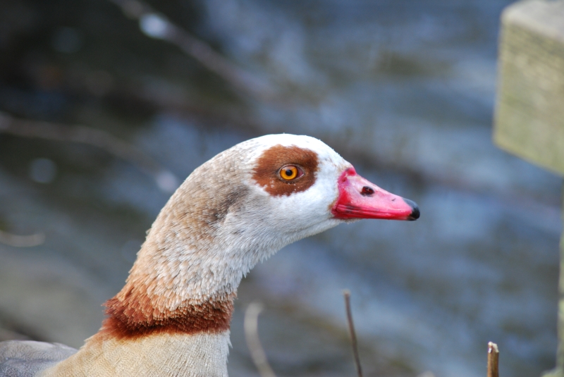 Egyptian Goose
Keywords: Maiden Earleigh Lake Reading Animal Bird Nikon Goose