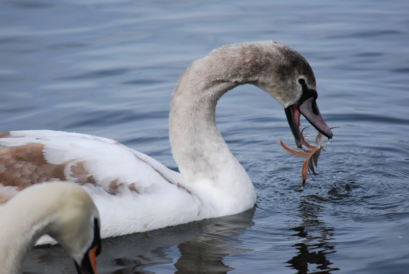 Swan
This doesn't taste like bread :(
Keywords: Maiden Earleigh Lake Reading Animal Swan Bird Nikon