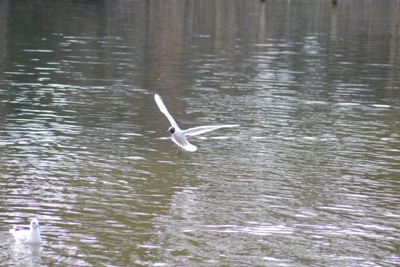Seagull
Keywords: Maiden Earleigh Lake Reading Animal Seagull Bird Nikon