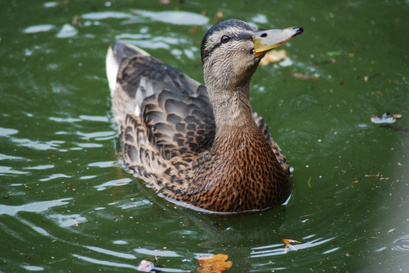 Duckie
Keywords: Maiden Earleigh Lake Reading Animal Bird Nikon Duck