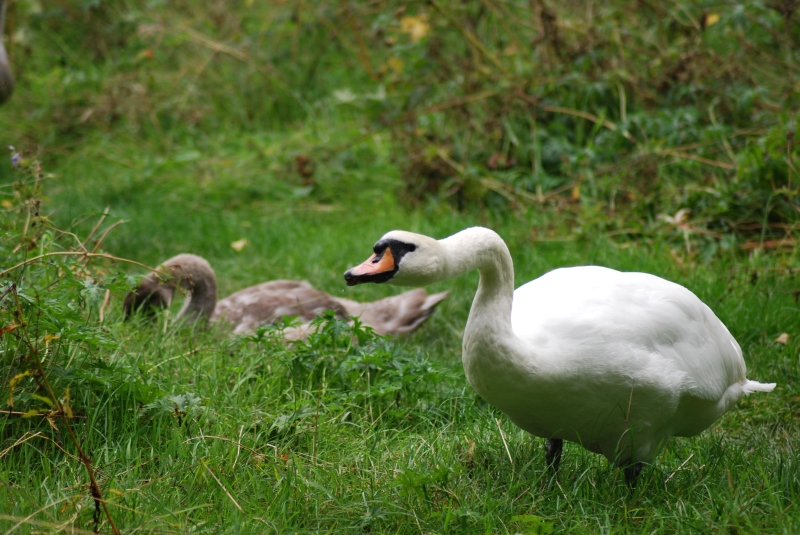 Swans
Keywords: Maiden Earleigh Lake Reading Animal Bird Nikon Swan