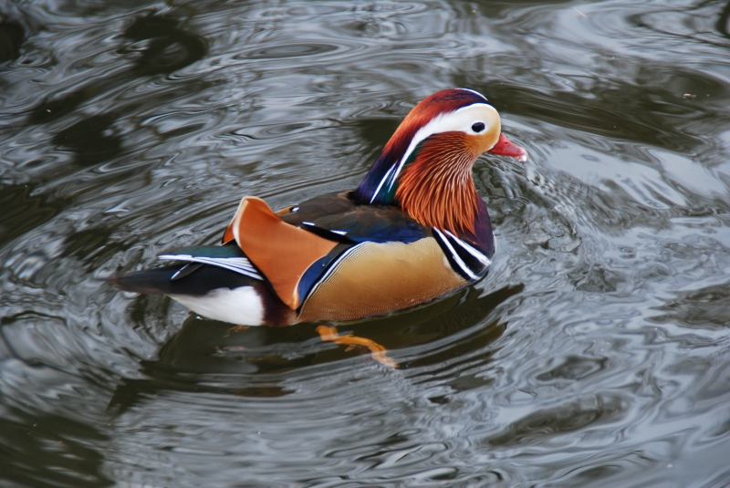 Mandarin Duck
Keywords: Maiden Earleigh Lake Reading Animal Bird Nikon Duck