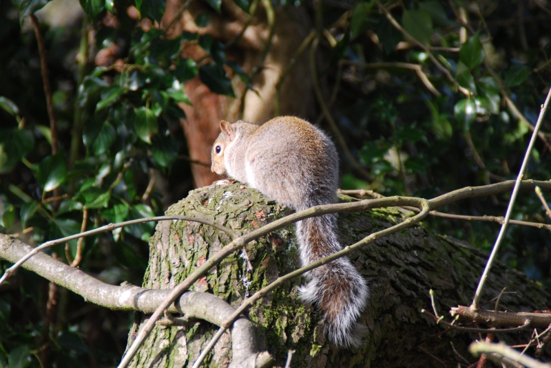 Squirrel
Keywords: Maiden Earleigh Lake Reading Animal Squirrel Nikon
