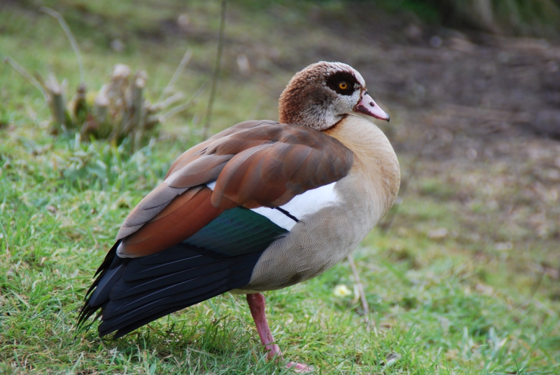 Egyptian Goose
Keywords: Maiden Earleigh Lake Reading Animal Bird Nikon Goose