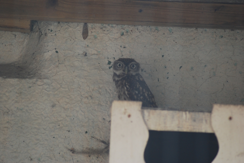 Liberty's Centre - Owl
Keywords: Libertys Nikon Animal Bird Owl