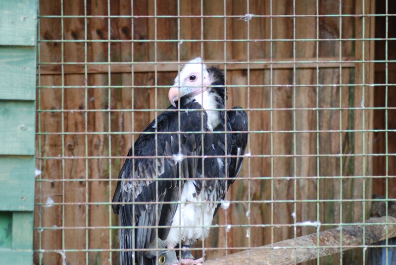 Liberty's Centre - Vulture
Keywords: Libertys Nikon Animal Bird Vulture