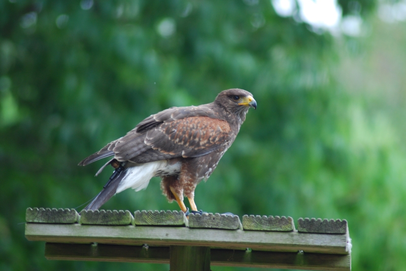 Liberty's Centre - Hawk
Keywords: Libertys Nikon Animal Bird Hawk