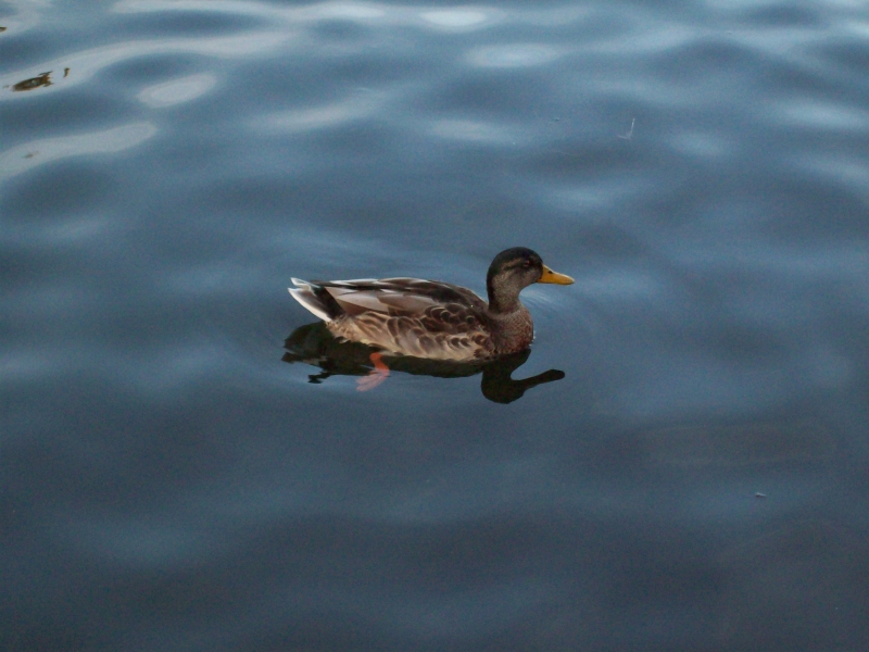 Duckie
Keywords: River Thames Duck Reading Kodak Animal Bird