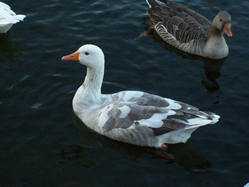 Graylag Goose
Keywords: River Thames Goose Reading Kodak Animal Bird