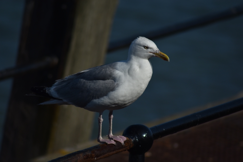 Seagull
Keywords: Seagull Worthing Nikon Animal Bird