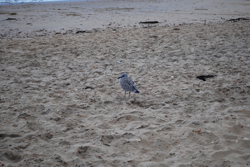 Seagull
Keywords: Seagull Beach Bournemouth Nikon Animal Bird