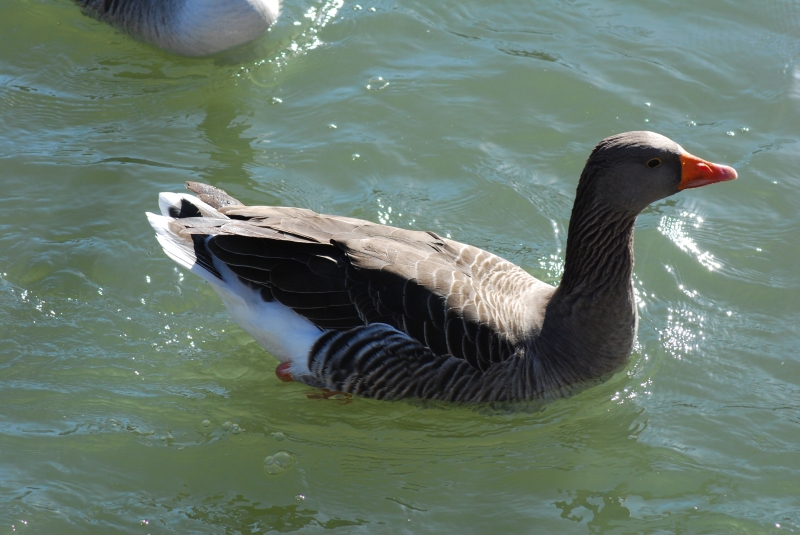 Graylag Goose
Keywords: Animal Bird Reading River Thames Nikon Goose