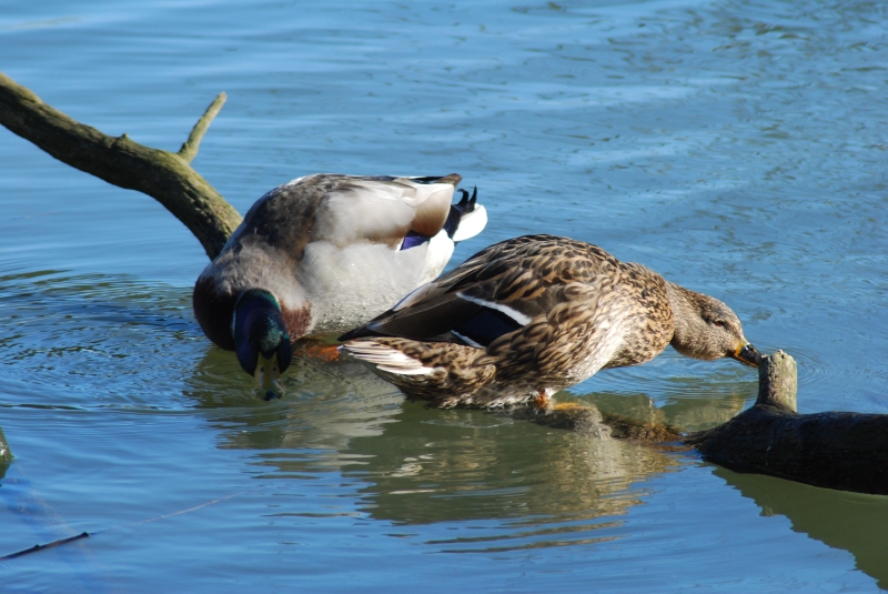 Ducks
Keywords: Animal Bird Reading River Thames Duck