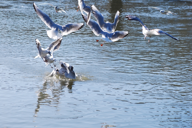 Sea Gulls on the Thames
Keywords: Animal Bird Reading River Thames Nikon Sea Gull