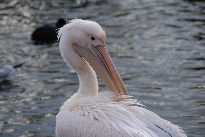 Pelican
Keywords: London St James Park Animal Nikon Bird
