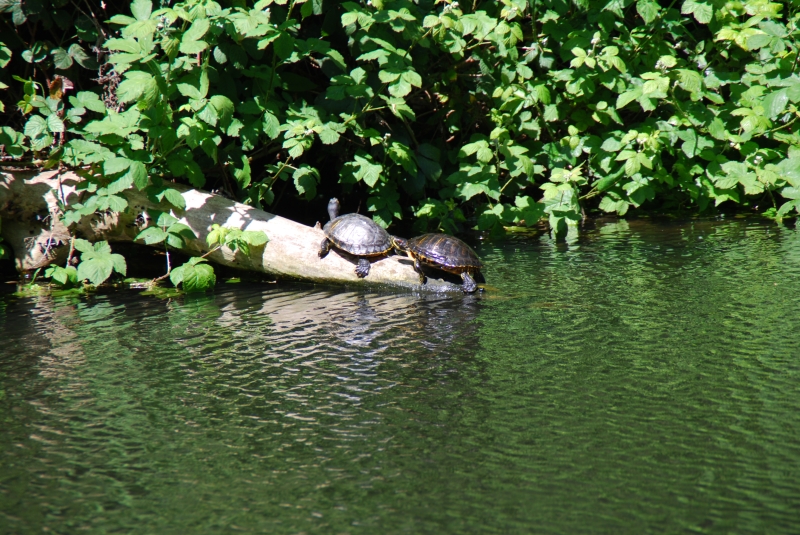 Turtles near Olympic Park
Keywords: Nikon London Olympic Park Animal Reptile