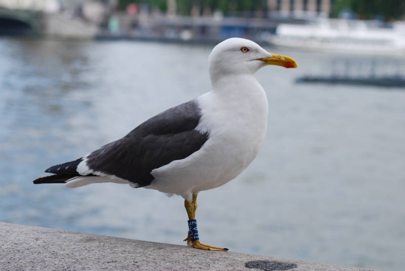 London Seagull
Keywords: Nikon London Westminster Animal Bird