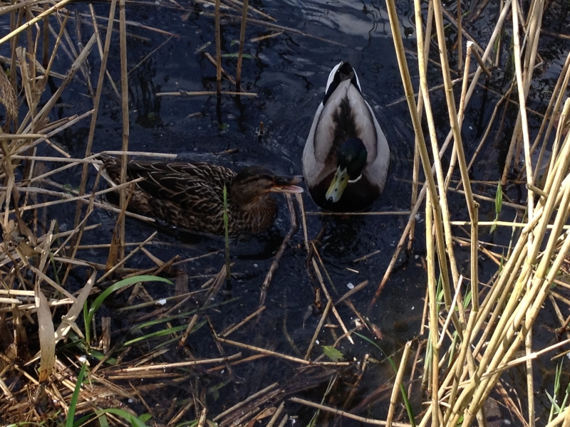 Mallard Duck
Keywords: Maiden Earleigh Lake Reading Duck iPhone Animal Bird