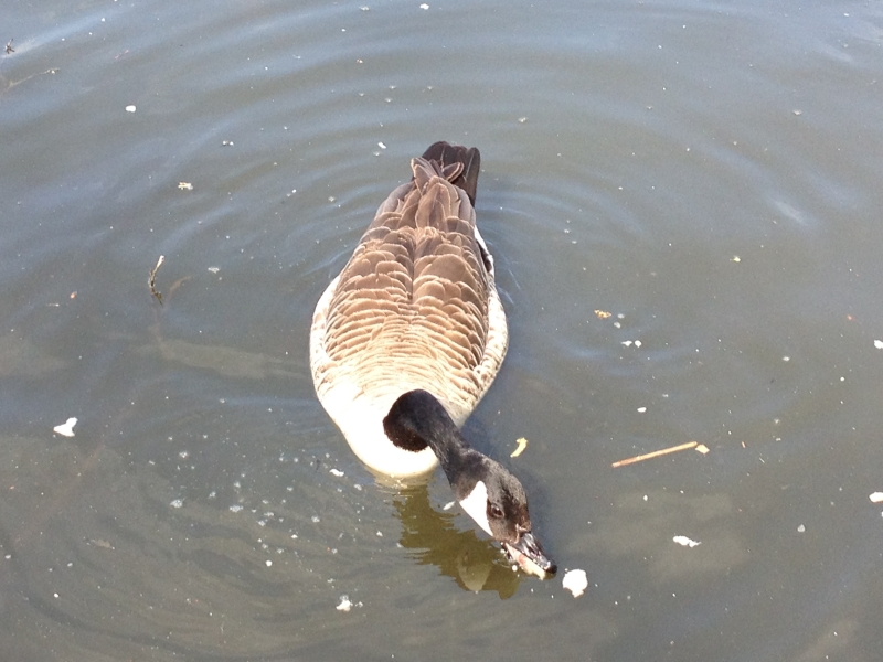 Canadian Goose
Keywords: Goose Maiden Earleigh Lake Reading iPhone Animal Bird