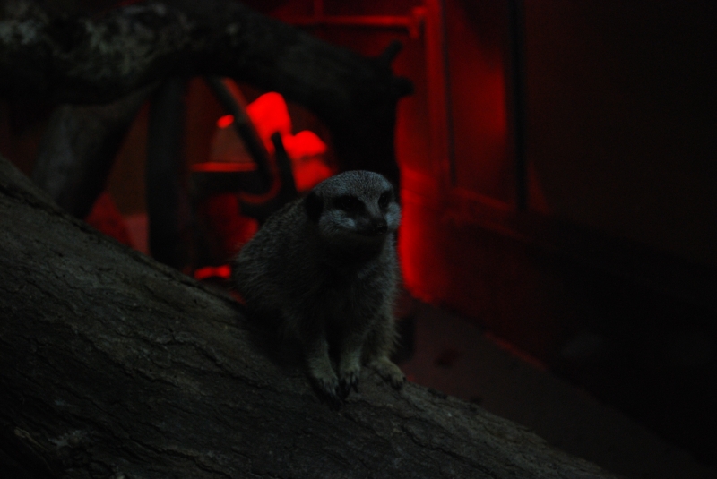 ZSL London Zoo - Meetkat
Keywords: London Zoo Animal Meerkat Nikon