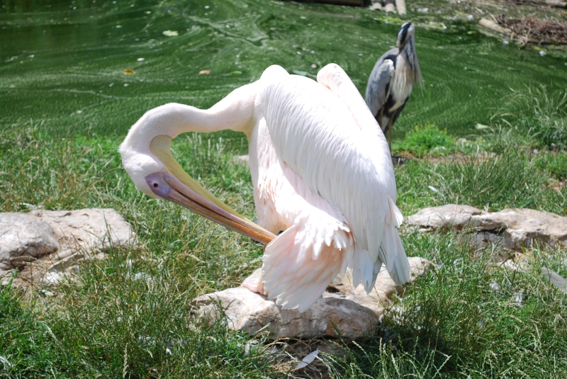ZSL London Zoo - Pelican
Keywords: London Zoo Animal Pelican Nikon Bird