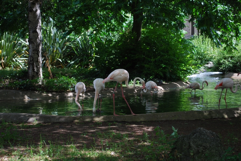 ZSL London Zoo - Flamingo
Keywords: London Zoo Animal Flamingo Nikon Bird