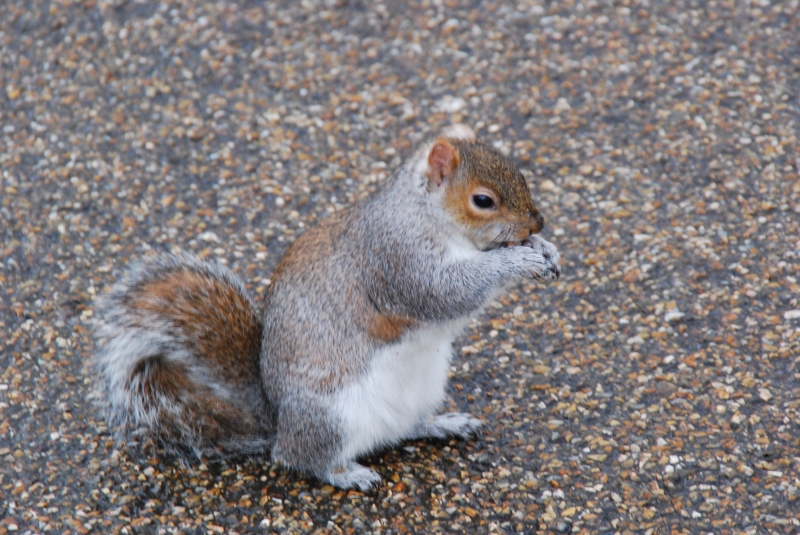Squirrel
Keywords: London St James Park Animal Nikon Squirrel