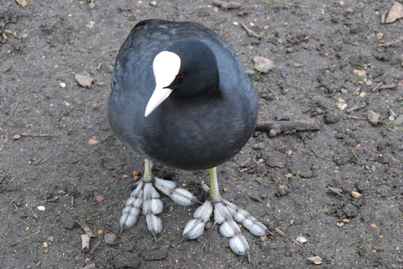 Coot
Look at those awkward feet!
Keywords: London St James Park Animal Nikon Bird Coot