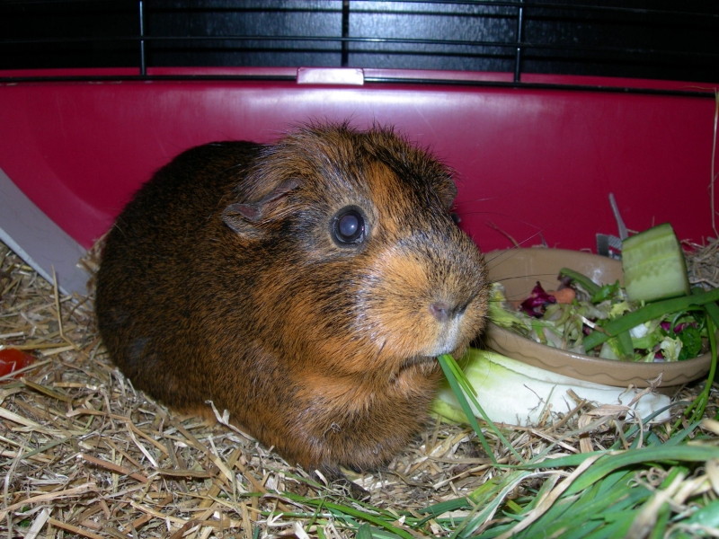 Willow
Keywords: Guinea Pig Nikon Animal