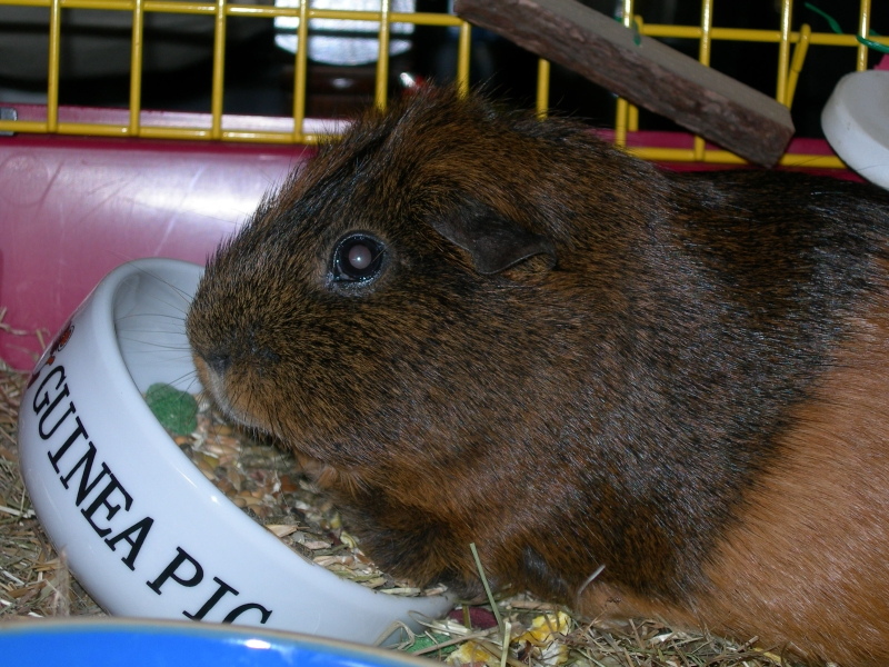 Willow
Keywords: Guinea Pig Nikon Animal
