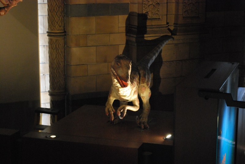 Natural History Museum
Keywords: London Natural History Museum Dinosaur Nikon