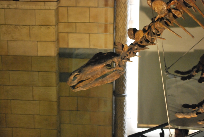 Natural History Museum
Keywords: London Natural History Museum Dinosaur Skeleton Nikon