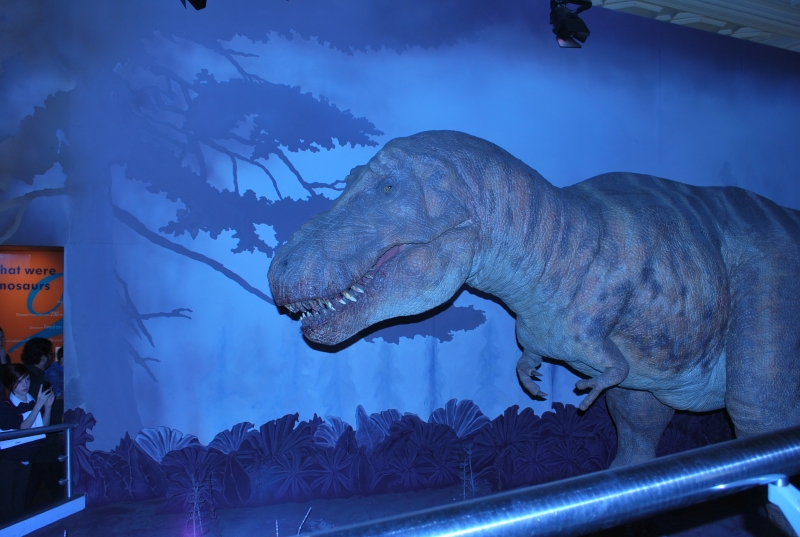 Natural History Museum
Keywords: London Natural History Museum Dinosaur Nikon