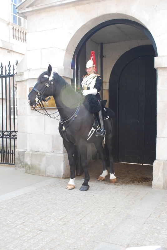 Horse Guard
Keywords: Horse Guard Parade London Guard Nikon Animal