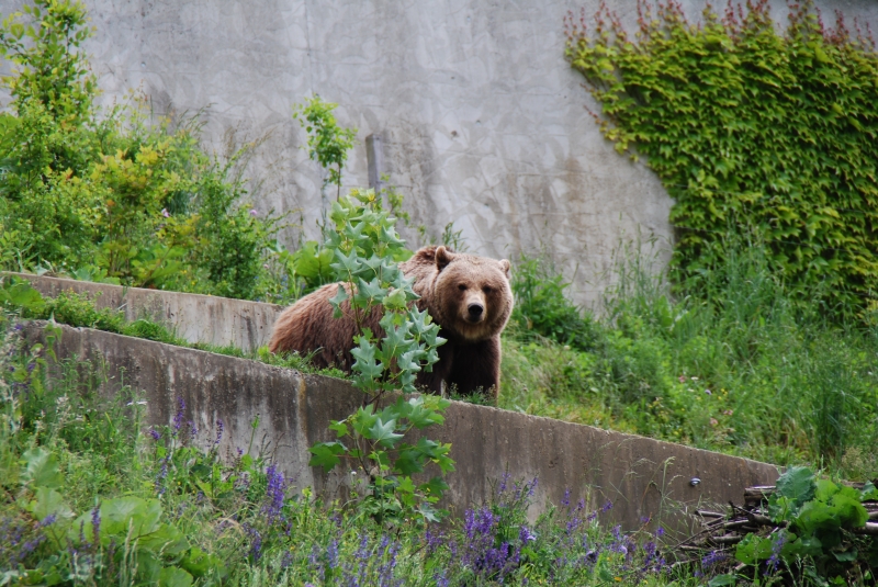 Bear Park
Keywords: Switzerland Bern Nikon Bear